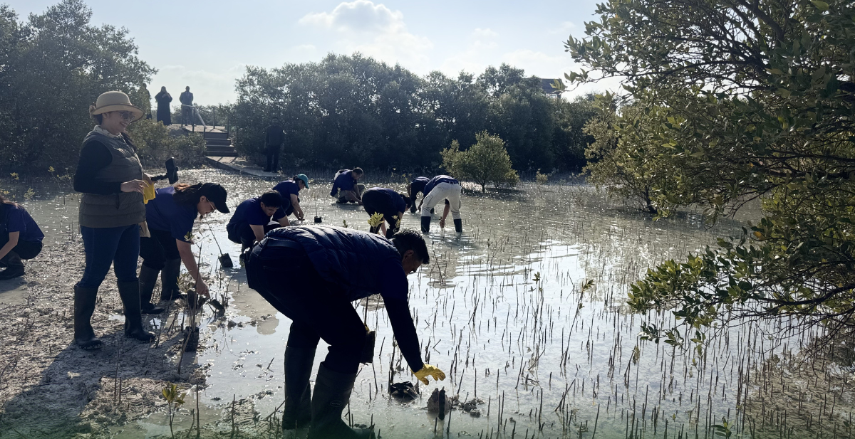 Joint Mangrove Tree Planting Activity 2